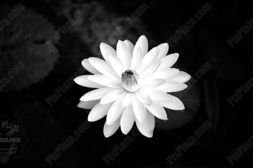 pxp-art.jpg Art Prints