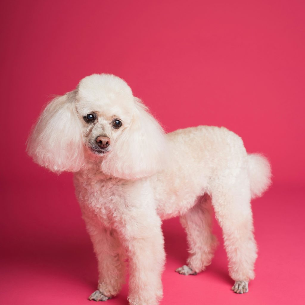 groomed dog Pet Photography