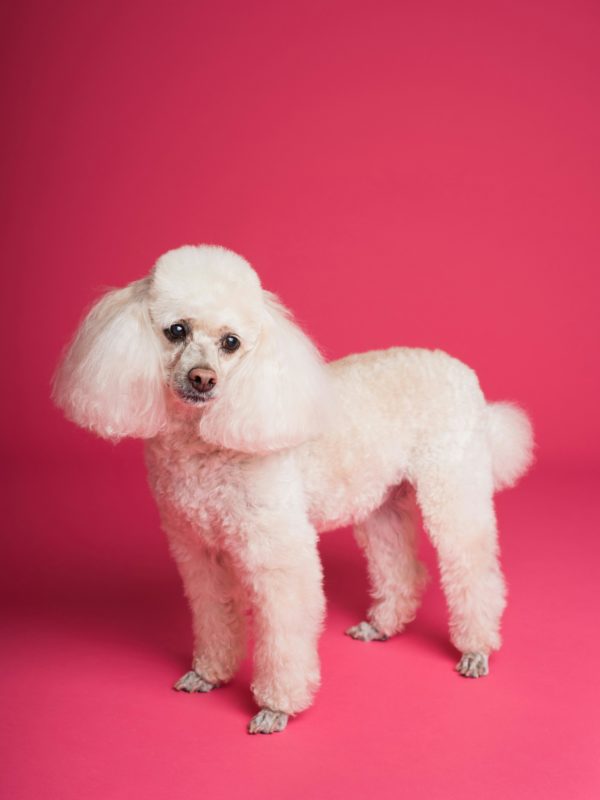 Pet Photography
