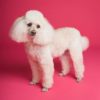 Pet Photography